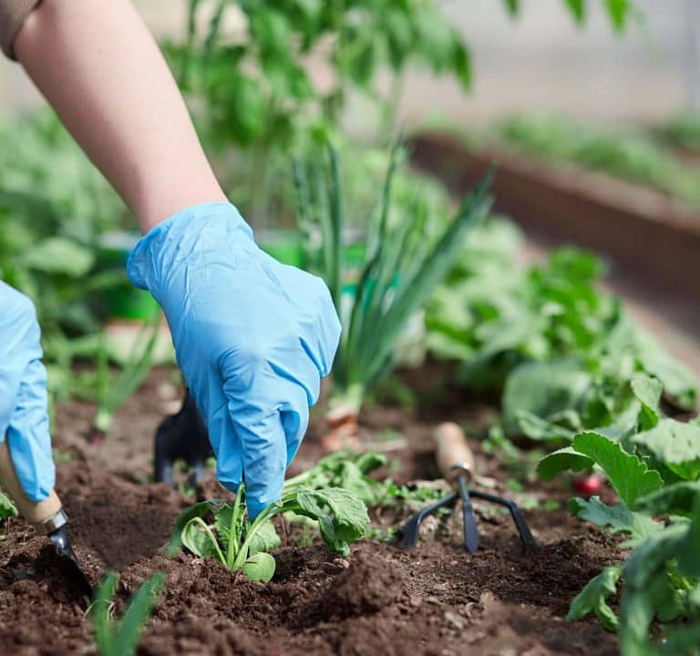 Natural Way Of Agriculture